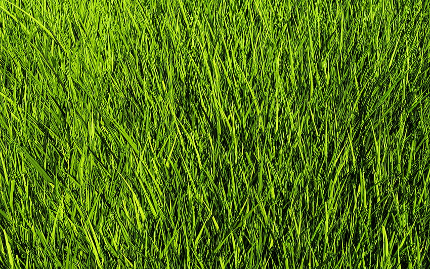 zielona trawa tekstura, trawa tło, zielona trawa, trawa tekstura, trawnik tło Tapeta HD