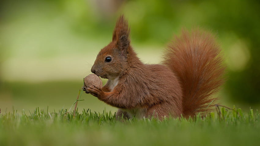 Tiere, Eichhörnchen, Nahrung, Gras, Nuss HD-Hintergrundbild
