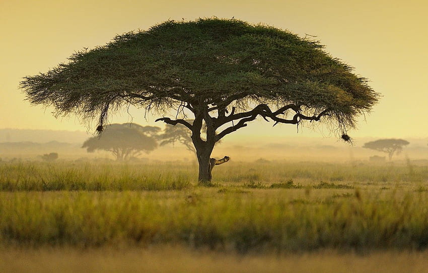 Africa, Kenya, Umbrella acacia тree for HD wallpaper