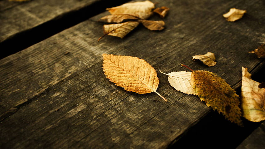 Fall Leaf Background HD wallpaper | Pxfuel