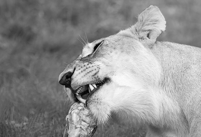 Leona alimentando la vida silvestre del león, Leona en blanco y negro fondo de pantalla