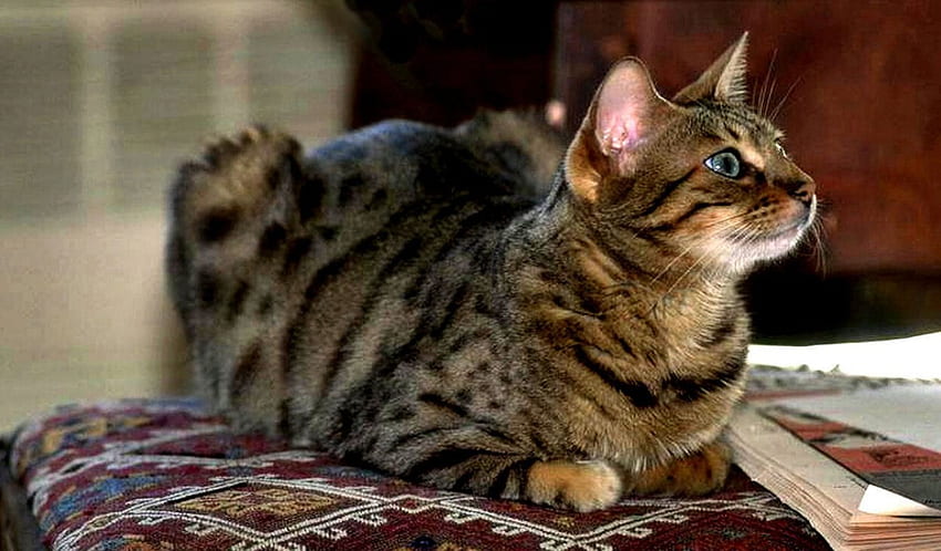 Tabby Cat F, สัตว์, หน้าจอกว้าง, กราฟฟิตี, แมว, แมวลาย, แมว, สัตว์เลี้ยง วอลล์เปเปอร์ HD