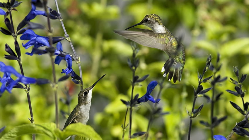 Hummingbirds, Flowers, Nature, Birds, Humminbirds HD wallpaper