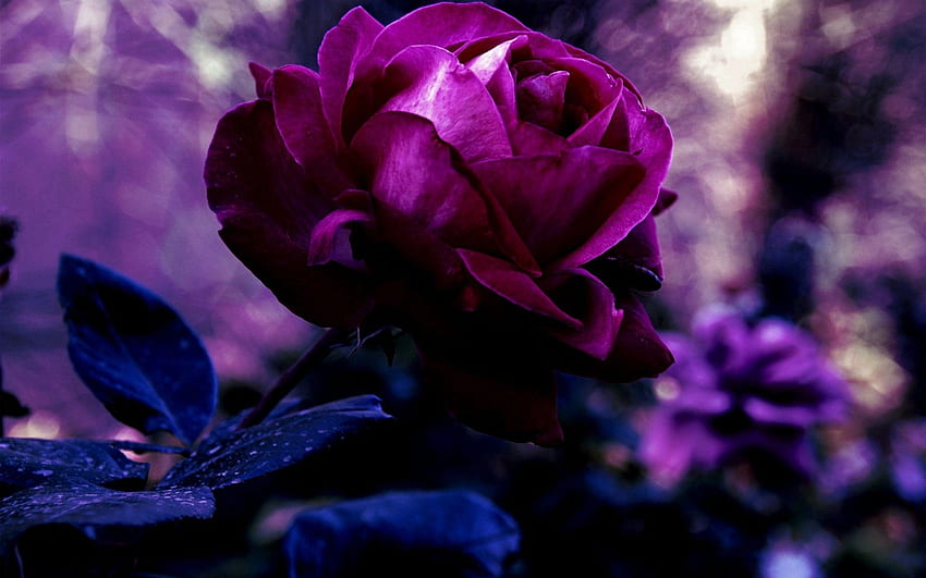 Rosas moradas oscuras, rosa azul y morada fondo de pantalla | Pxfuel