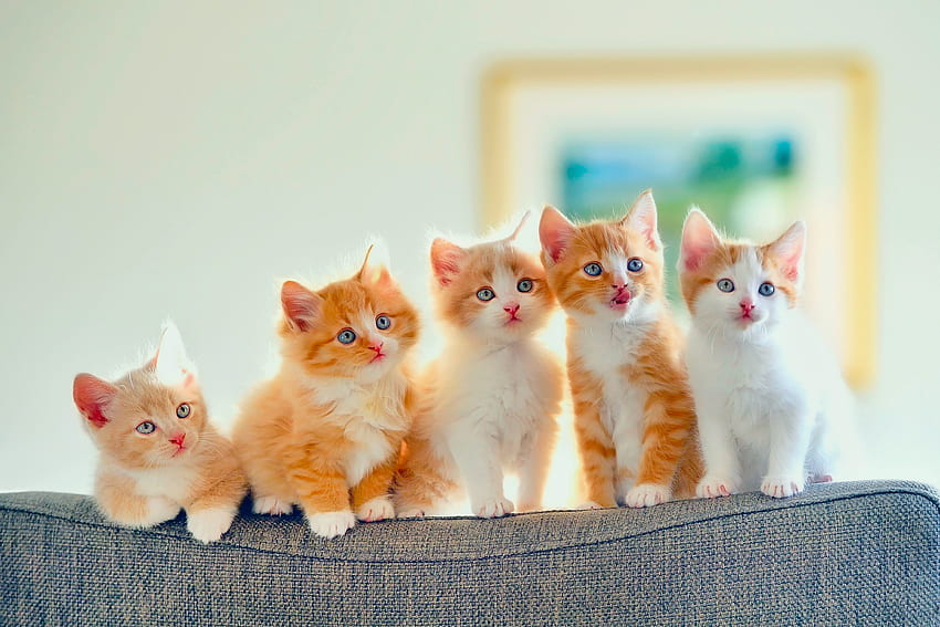 Tiere, Katzen, gefleckt, Sofa, Kätzchen HD-Hintergrundbild