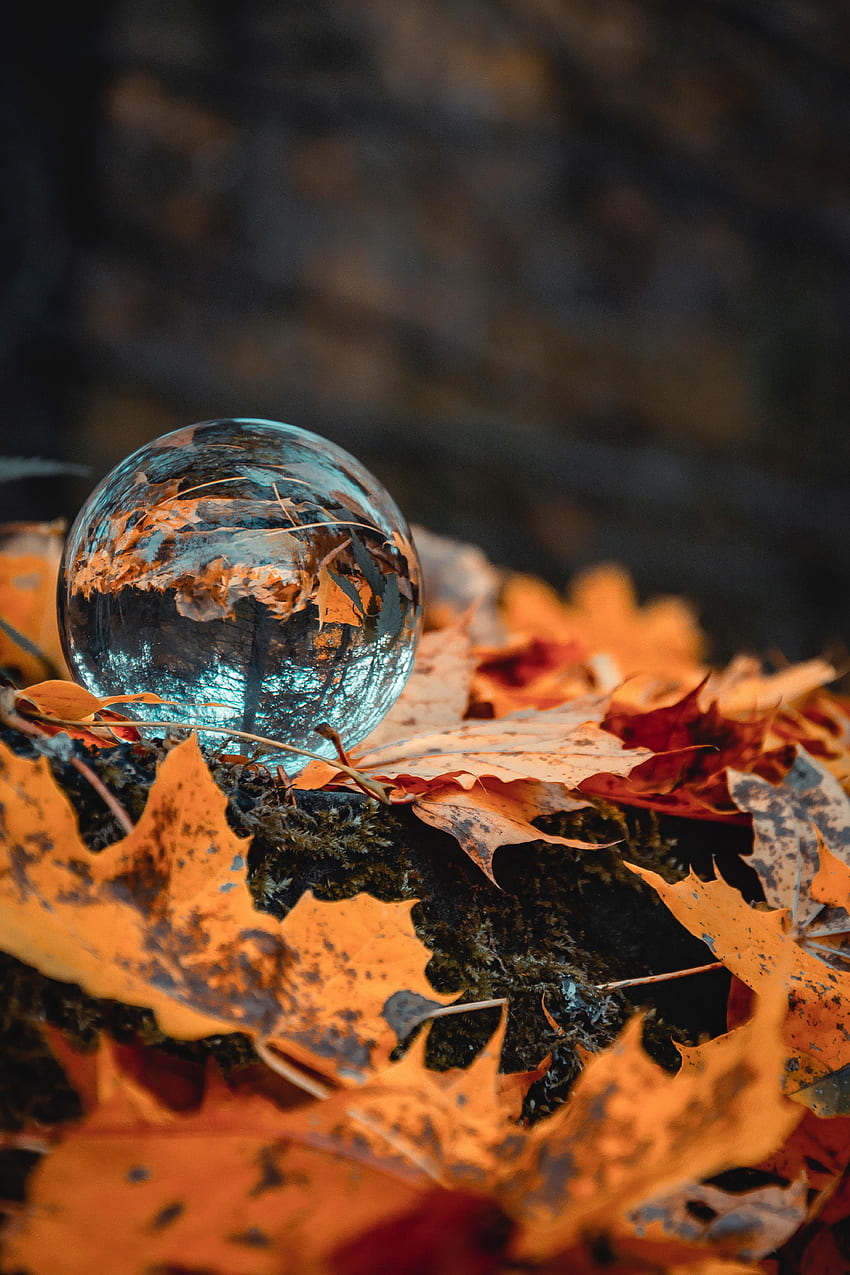 秋, 反射, マクロ, ガラス, ボール, 葉 HD電話の壁紙