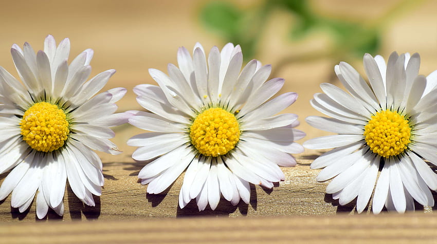 beautiful, bloom, cheerful, close, composites, daisy, flower, greeting card, nature, pointed flower, simple beauty, simply, spring, summer, white HD wallpaper