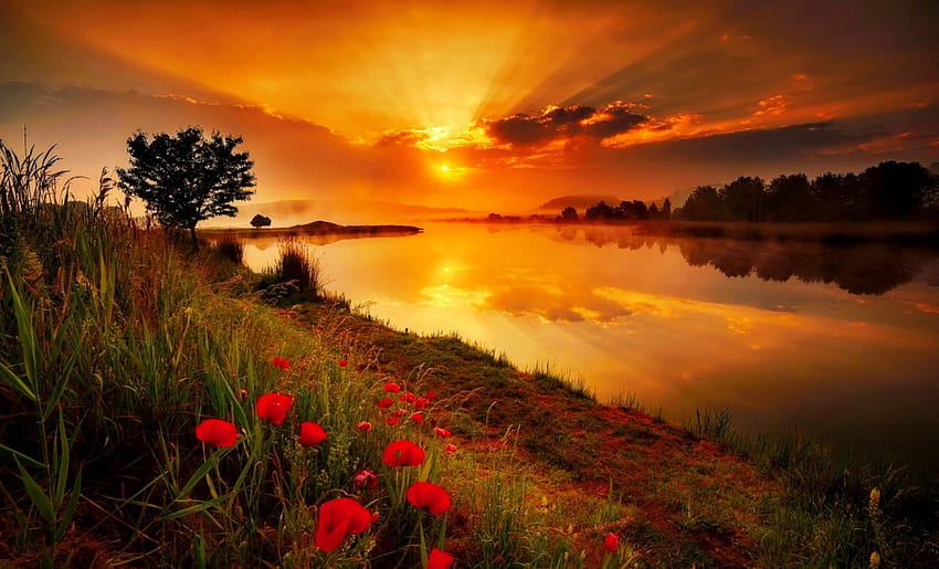 Sungai saat matahari terbenam, sungai, bunga liar, pantulan, langit, indah, menakjubkan, matahari terbenam, berapi-api Wallpaper HD