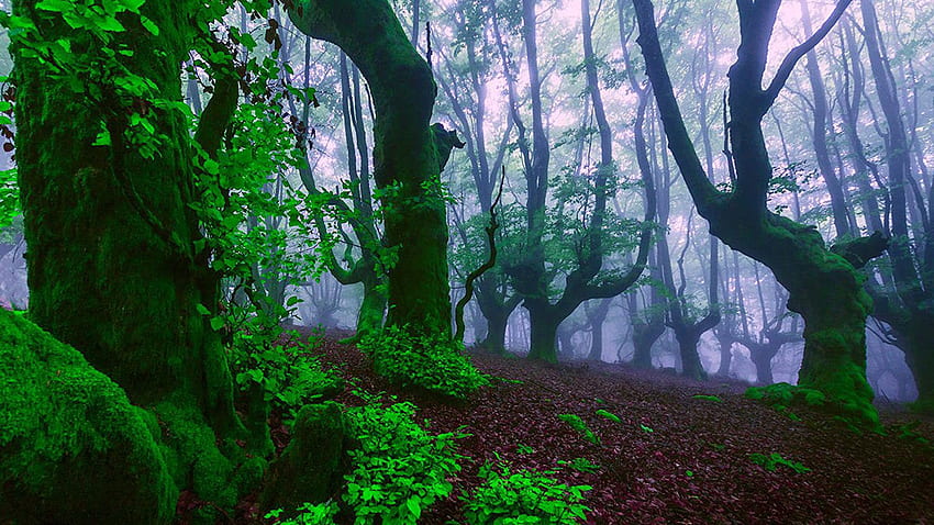 Eski Büyüme Orman Ağaçları Yeşil Yapraklar Yeşil Yosun Nem Sis Buharlaşma Arka Plan Doğa Doğa Manzarası HD duvar kağıdı