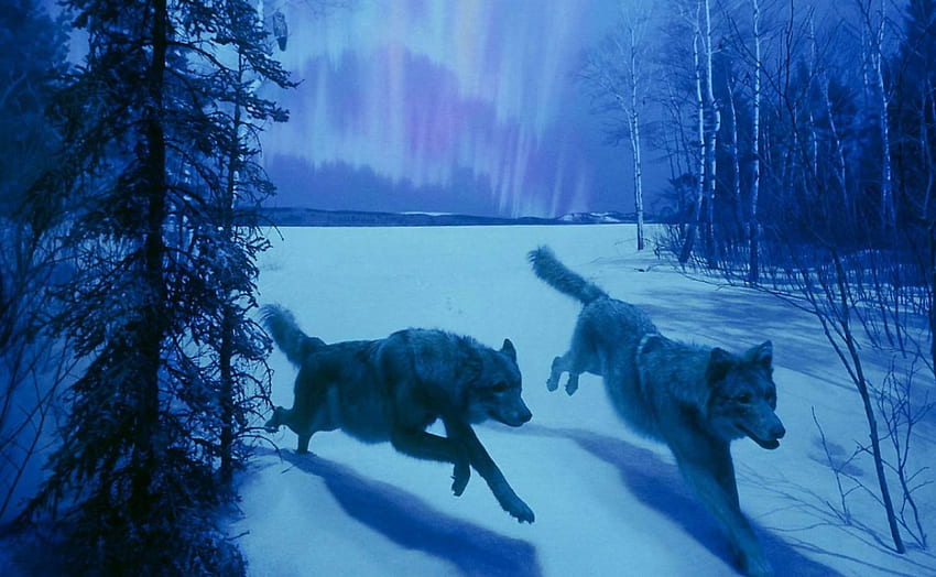 Running through the snow, Wolves, animals, snow, Wolf, Running, nature ...