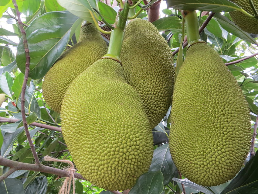 Colinas: A New 'Malaysian' Garden, Jackfruit HD wallpaper