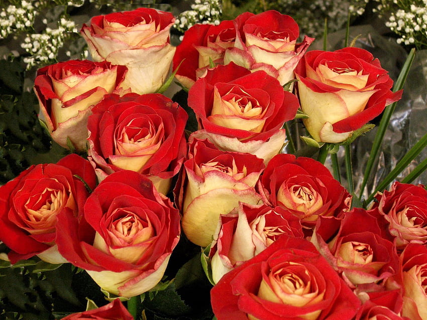 Fleurs, Roses, Lumineux, Bouquet, Bourgeons Fond d'écran HD