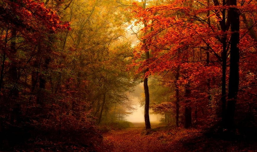 숲, 안개, 목재, 나무들, 안개가 자욱한, 가을 HD 월페이퍼