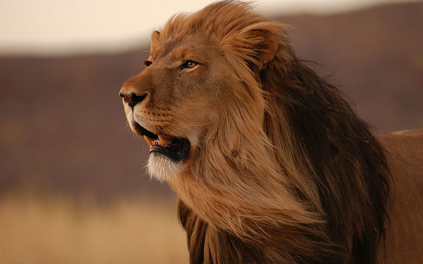 สัตว์ ยิ้ม สิงโต นักล่า แมวตัวใหญ่ แผงคอ ลม วอลล์เปเปอร์ HD