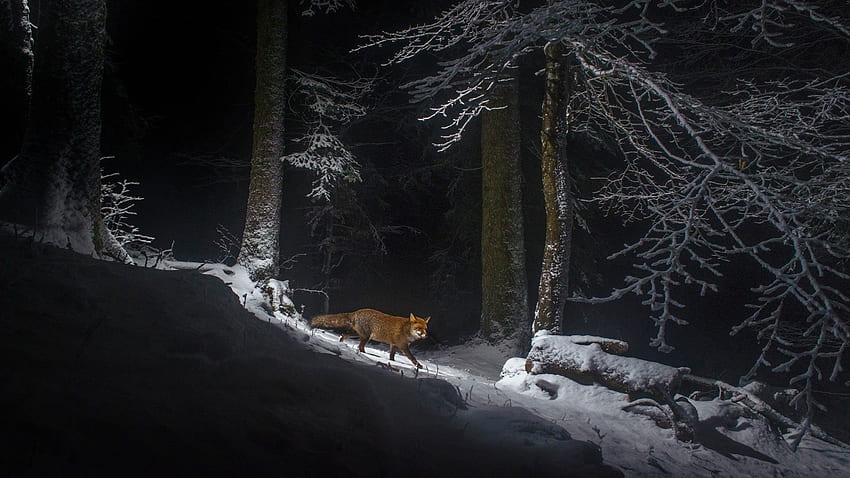 Fox Snow Nature Dark Winter Animals Trees - Resolution:, Dark Winter Night HD wallpaper
