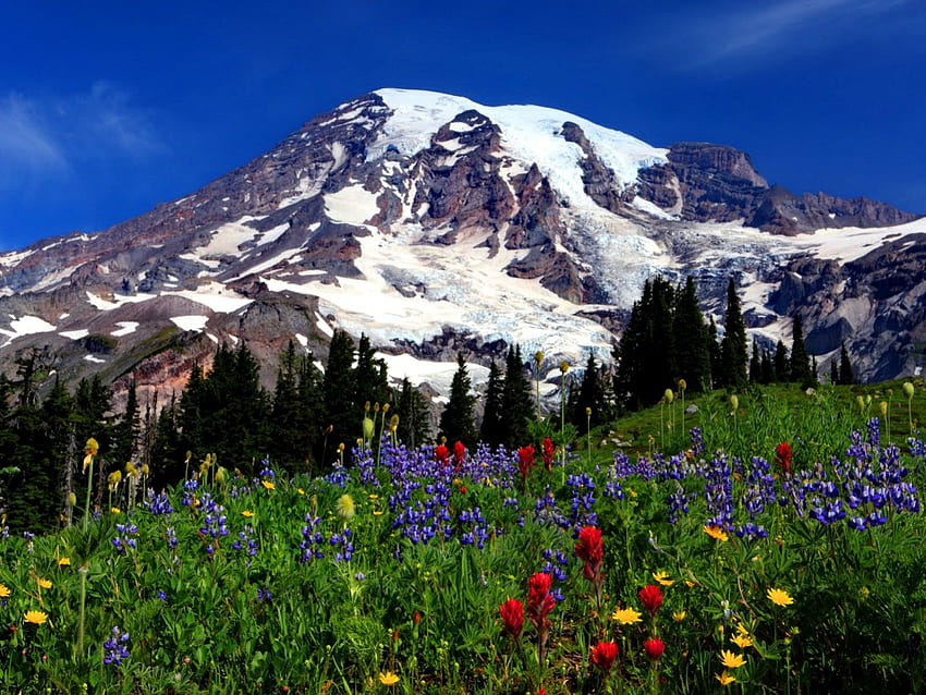 Mount Rainier, colorful, graas, delight, peaks, colors, nice, greenery, snowy, slope, meadow, beautiful, mountain, summer, pretty, field, green, nature, flowers, lovely HD wallpaper