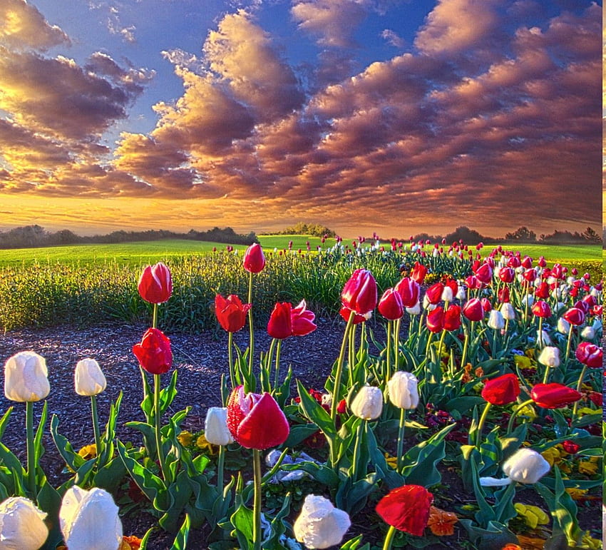 Sunrise With Flowers - - - Tip HD wallpaper