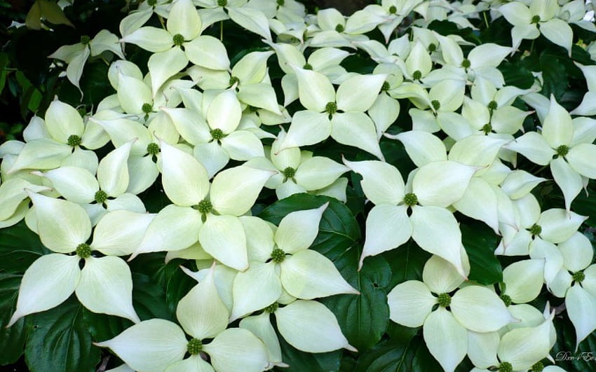 ดอกวูดที่สวยงาม สีขาว วอชิงตัน ดอกไม้ ไวด์สกรีน ต้นไม้ ต้นดอกวูด วอลล์เปเปอร์ HD