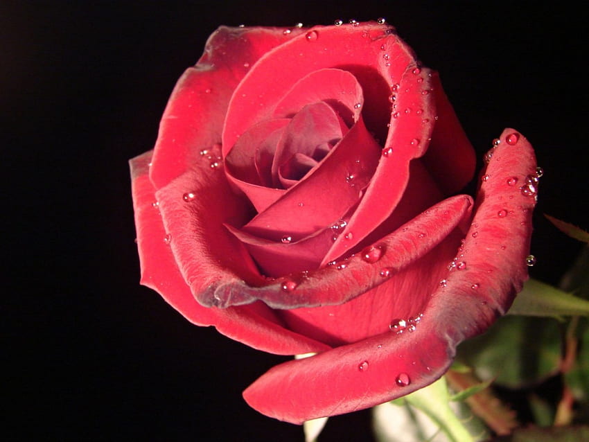 Rose, one, love, red HD wallpaper
