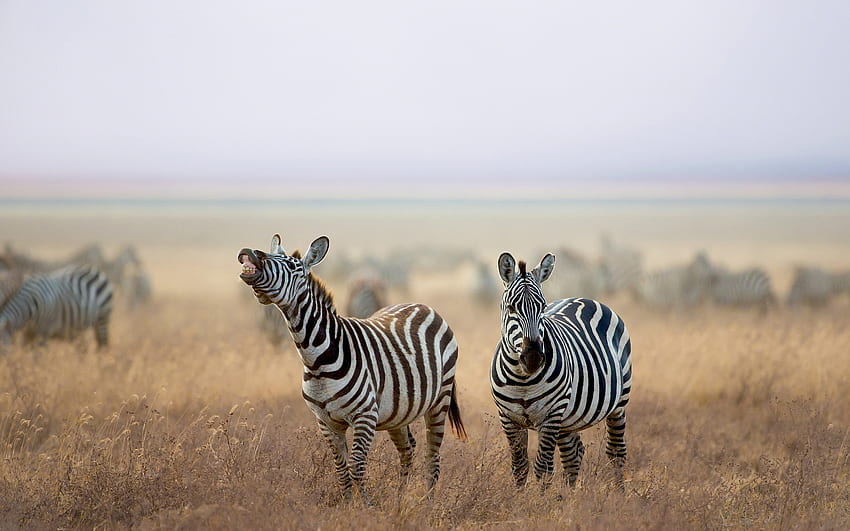 zebras, savana, a vida selvagem, África, Hippotigris, manada de zebras papel de parede HD