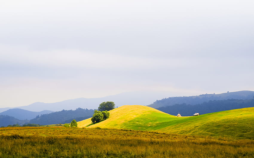 Golden Hilltop, golden, hilltop, field, yellow, hill HD wallpaper