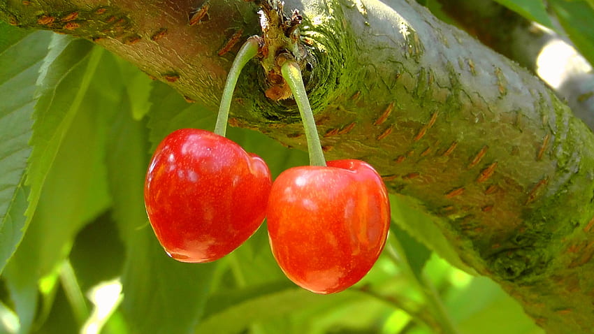 Sweet Cherry, Food, Cherry, Wood, Tree, Branch, Berry HD wallpaper