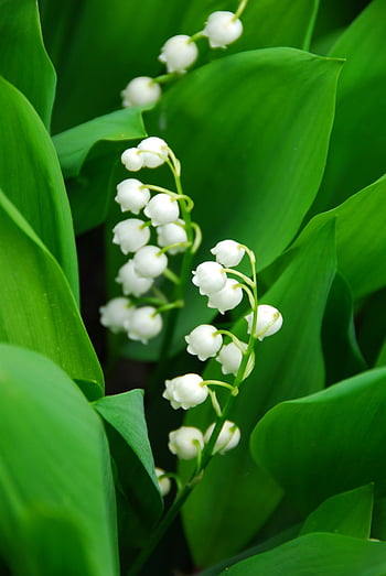 2560x1600px Lily Of The Valley HD wallpaper | Pxfuel