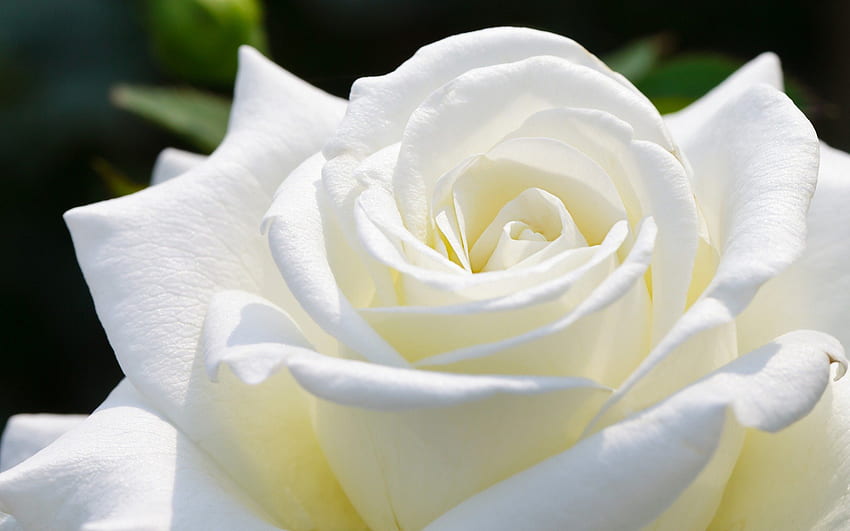 Rosa bianca, bianca, natura, rosa, fiore Sfondo HD