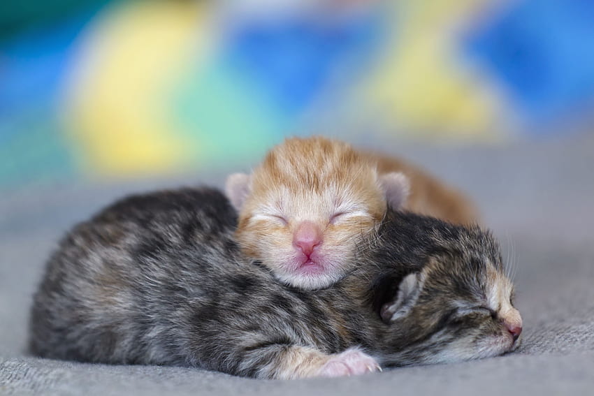Newborn Kittens, Newborn Kitten HD wallpaper