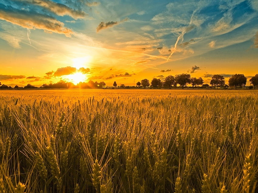 ライ麦畑に沈む夕日、ライ麦、畑、雲、空、自然、日没 高画質の壁紙