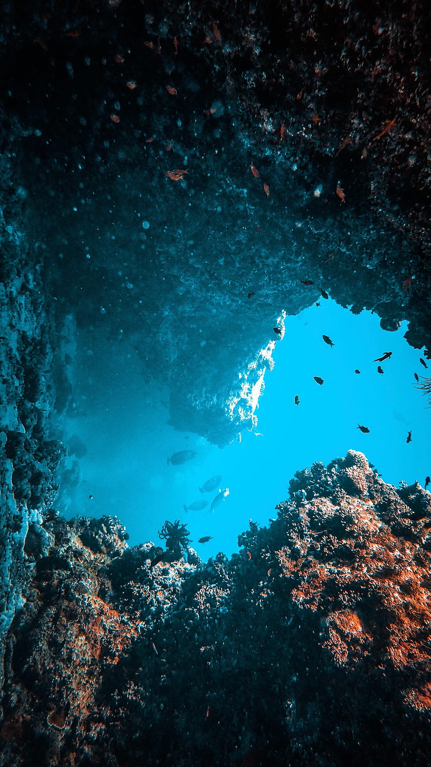 ธรรมชาติ น้ำ ปลา ปะการัง โลกใต้ทะเล สาหร่ายทะเล สาหร่าย วอลล์เปเปอร์โทรศัพท์ HD
