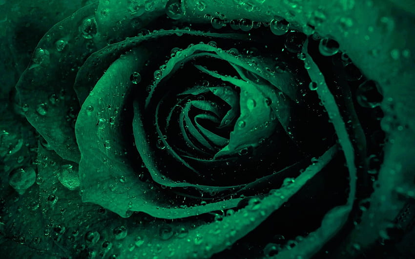 Mawar hijau, kuncup mawar, bunga hijau, mawar Wallpaper HD