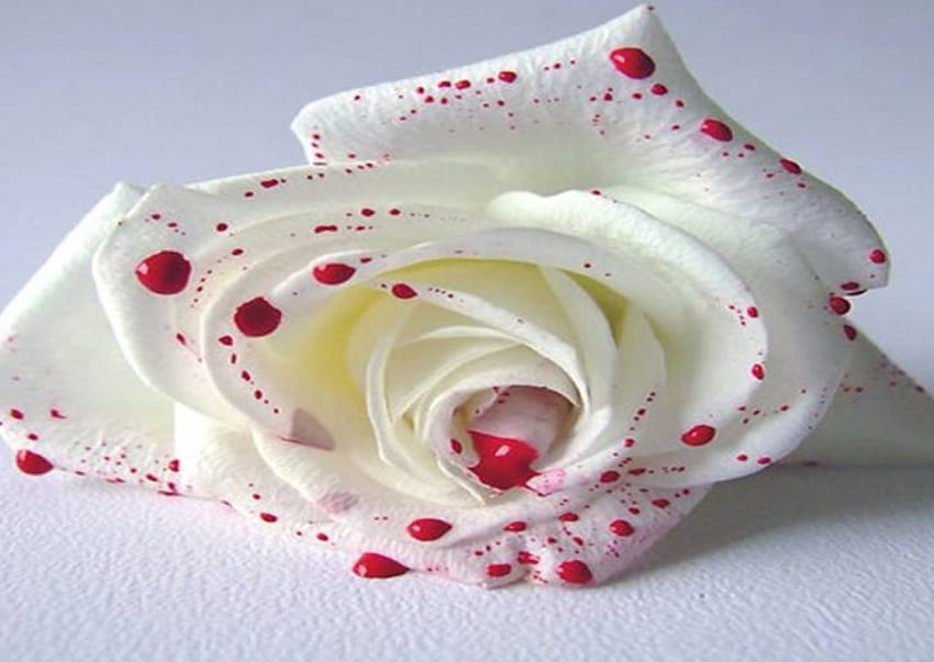Sangre en una rosa blanca, rosa blanca, gotas de sangre. fondo de pantalla