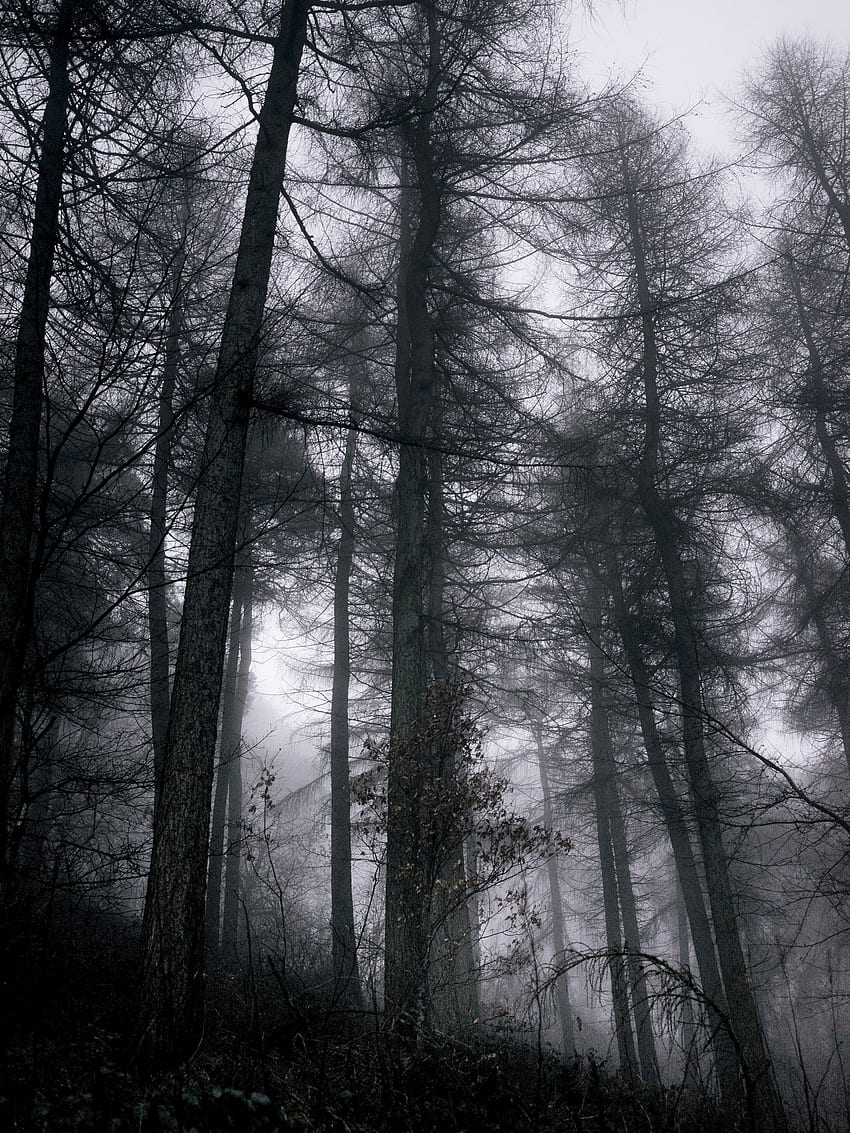 Nature, Trees, Forest, Fog, Branches, Grey, Gloomy HD phone wallpaper