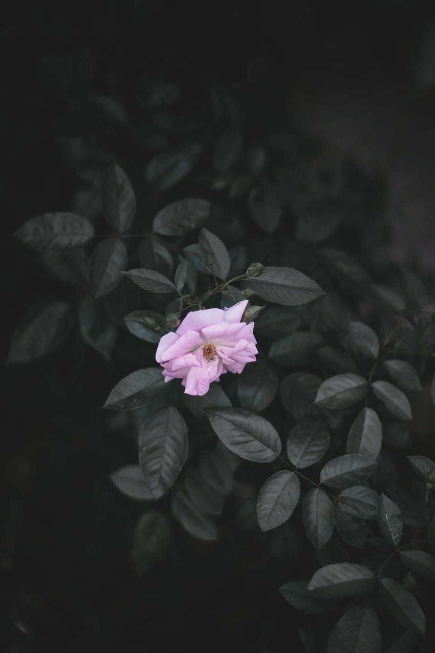 Blumen, Blätter, Rosenblüte, Rose, Äste, Wildrose HD-Handy-Hintergrundbild