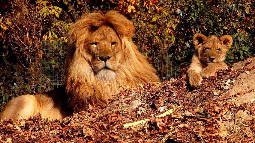 Animals, Trees, Autumn, Lion, Lion Cub, Zoo, Son HD wallpaper
