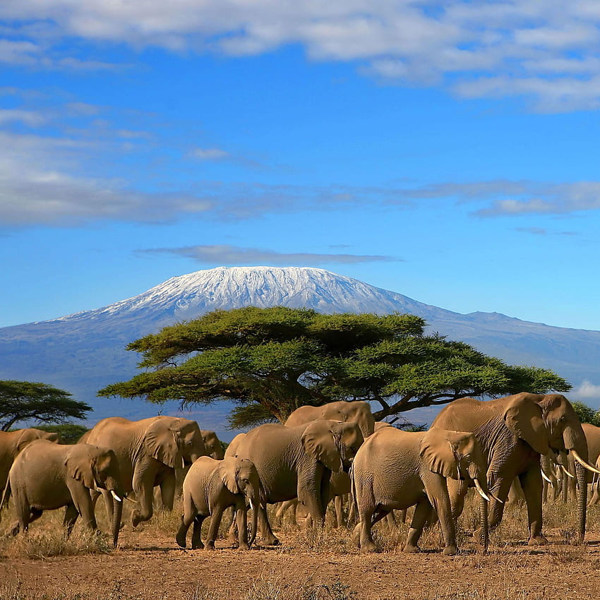 Kilimanjaro HD phone wallpaper