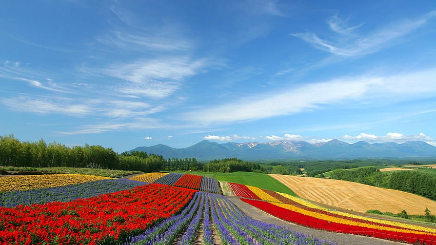 Hokkaido, Japan Heavenly - . HD wallpaper