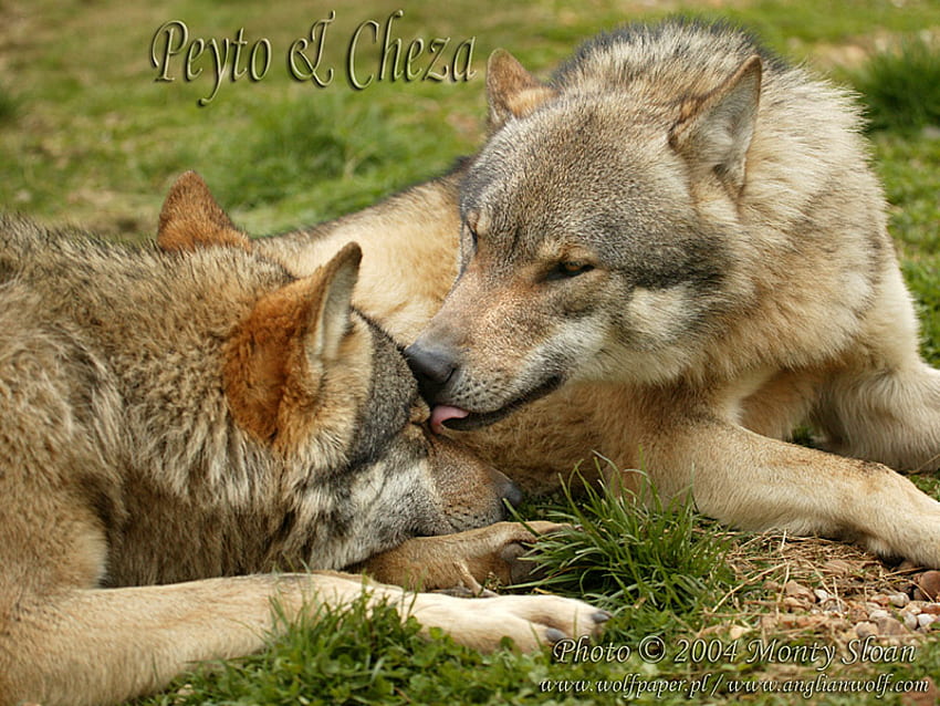 WOLF Grooming Another Wolf, animaux, chiens, chiots, toilettage, loup gris, loup Fond d'écran HD