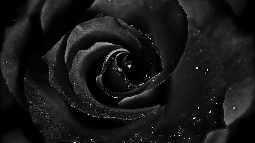 Черна роза, черна роза, черни рози HD тапет