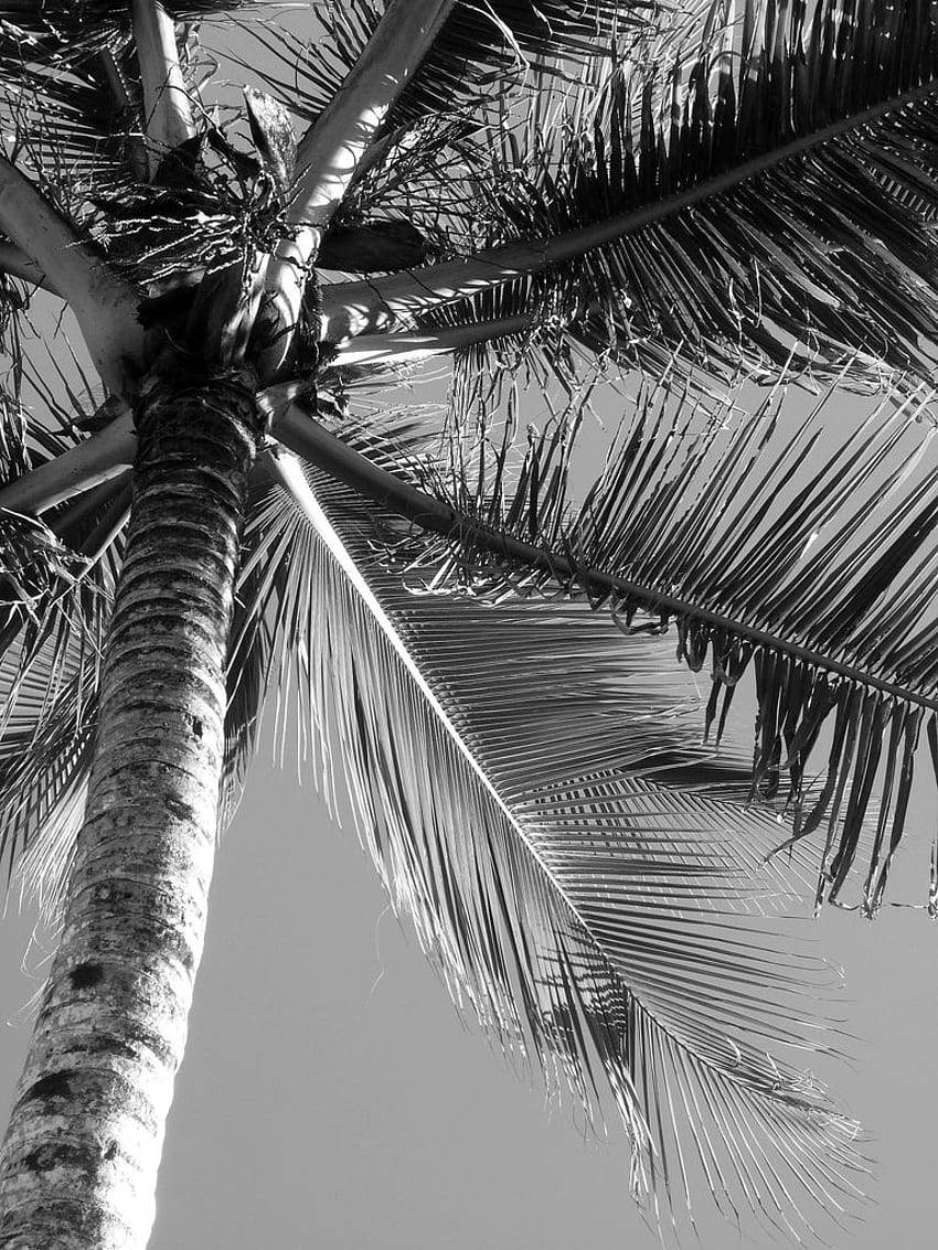 Palm Tree in Black & White. Black and white wall, Black and white wall, Black and white HD phone wallpaper