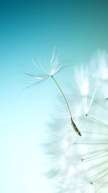 Dandelion 16 HD wallpaper | Pxfuel