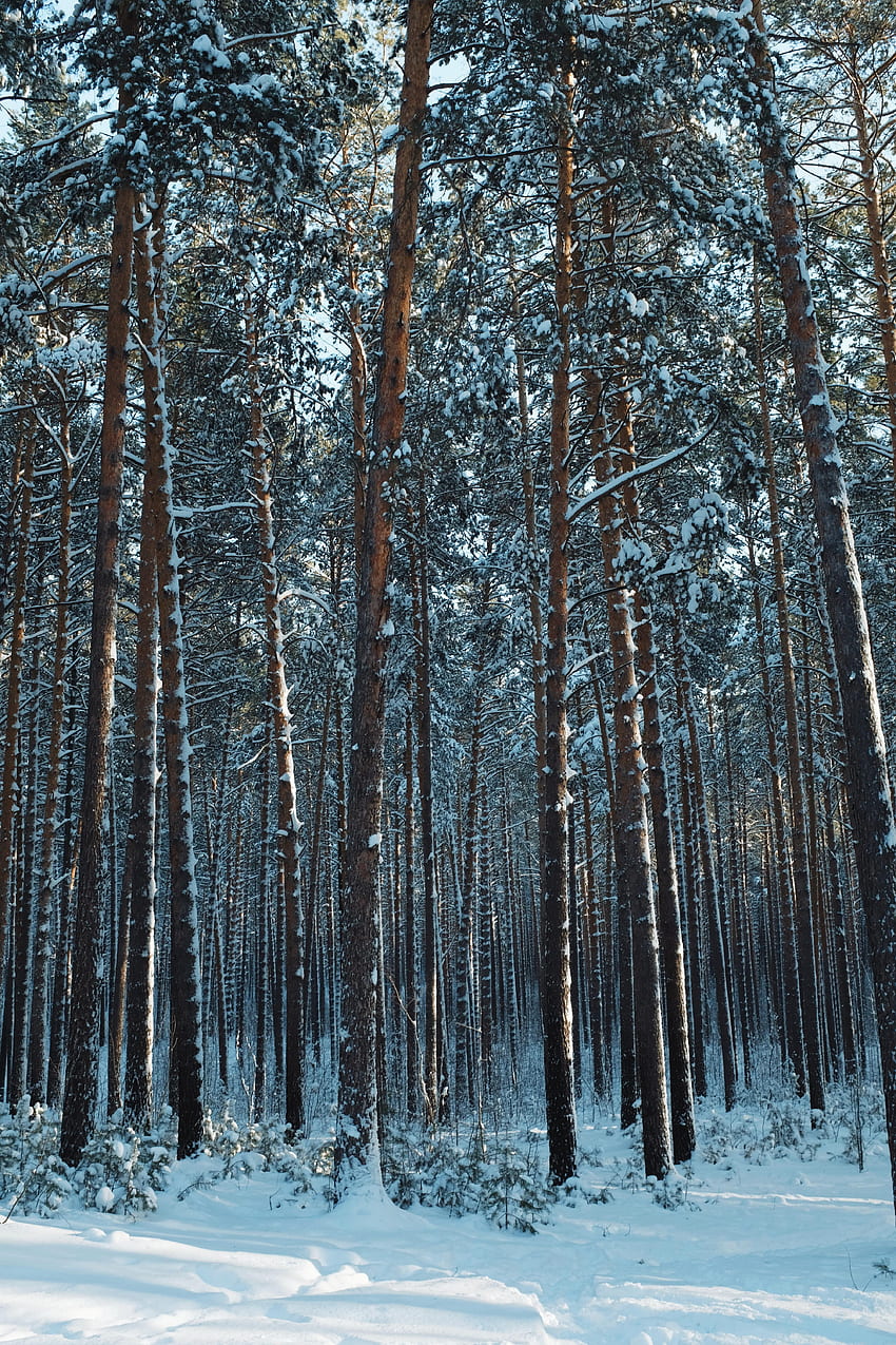 Kış, Doğa, Ağaçlar, Çam, Kar, Orman HD telefon duvar kağıdı