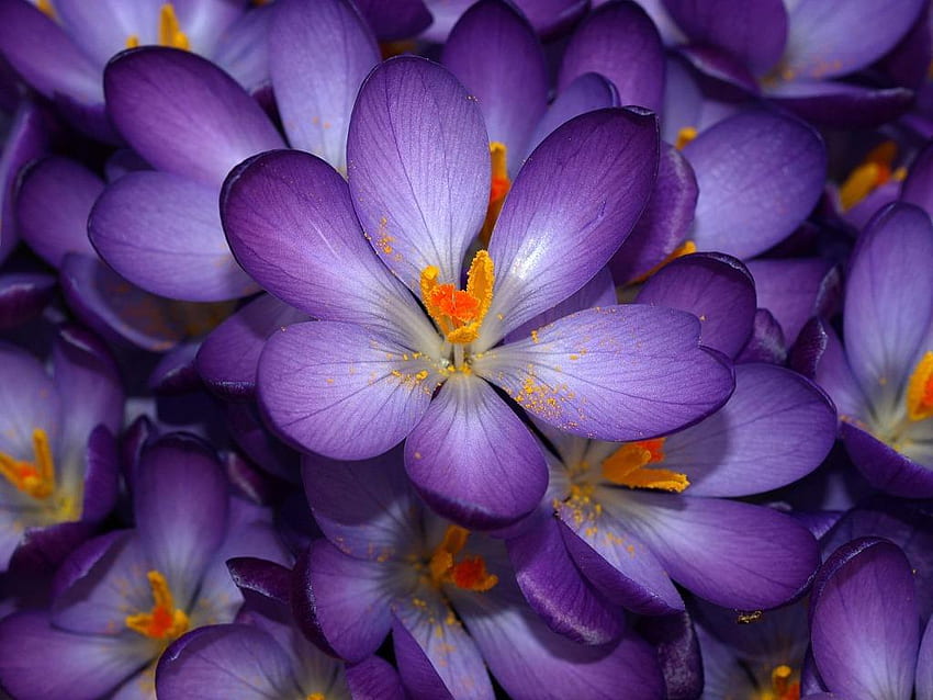 Flowers, purple, nature, petals HD wallpaper