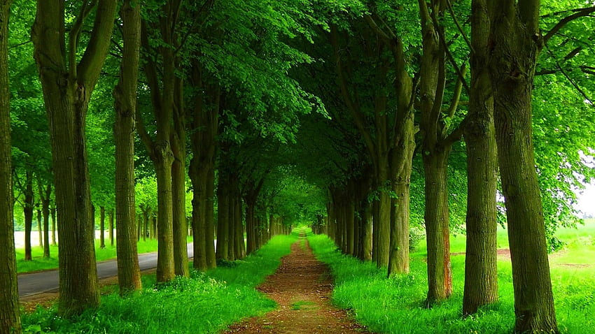 Dunkelgrüne Natur - Dunkelgrüner Naturhintergrund HD-Hintergrundbild