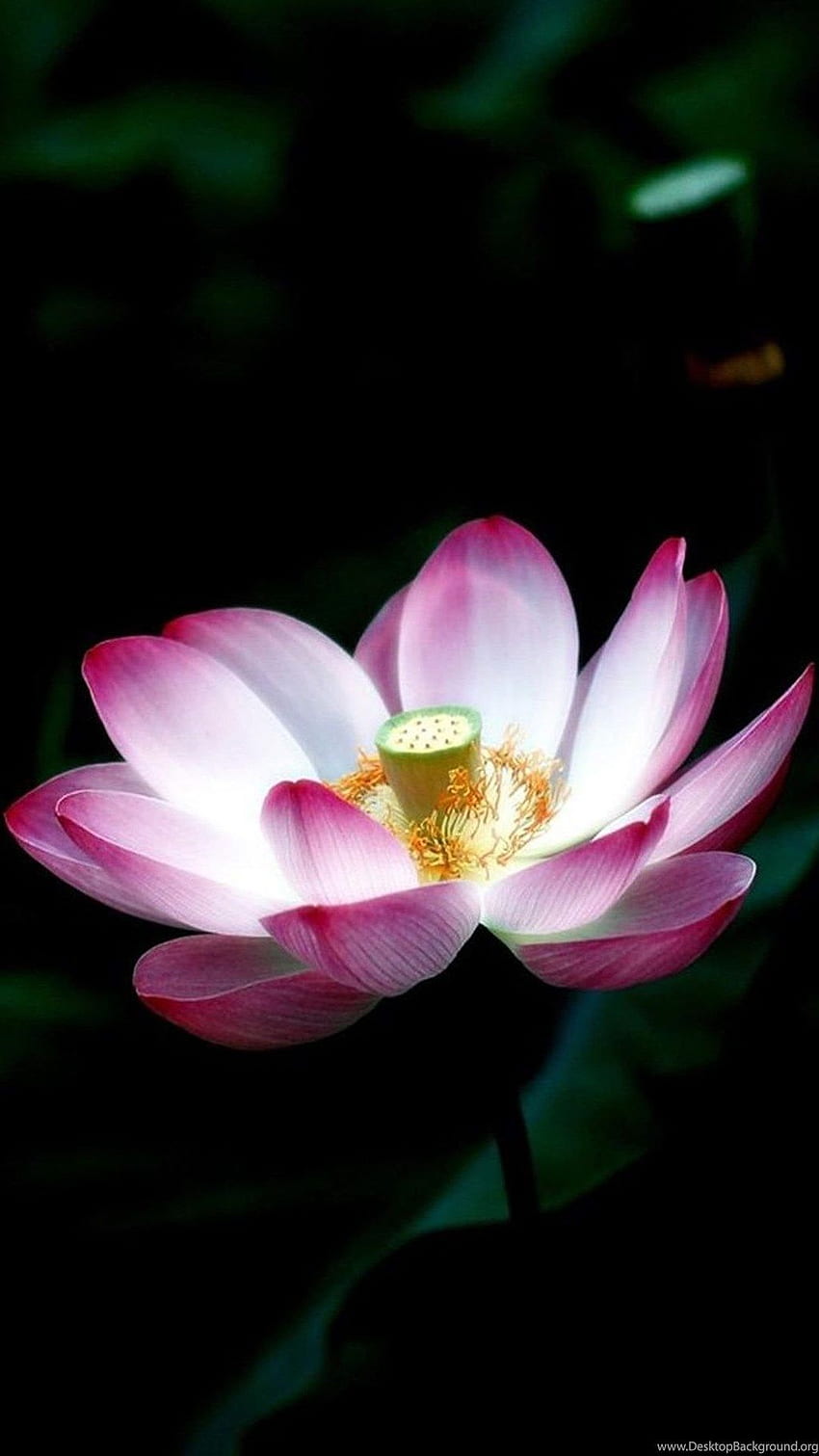 Macro Lotus Flower iPhone 6 Background HD phone wallpaper | Pxfuel