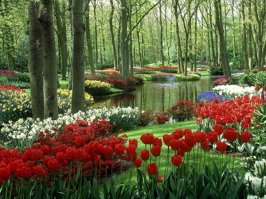 春の川、川、木、キューケンホフ、自然、花、チューリップ、春、オランダ 高画質の壁紙
