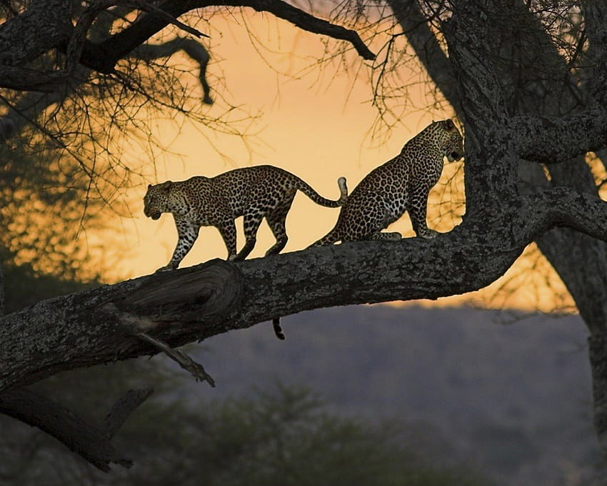 Leopardos, gatos, salvaje, árbol. fondo de pantalla