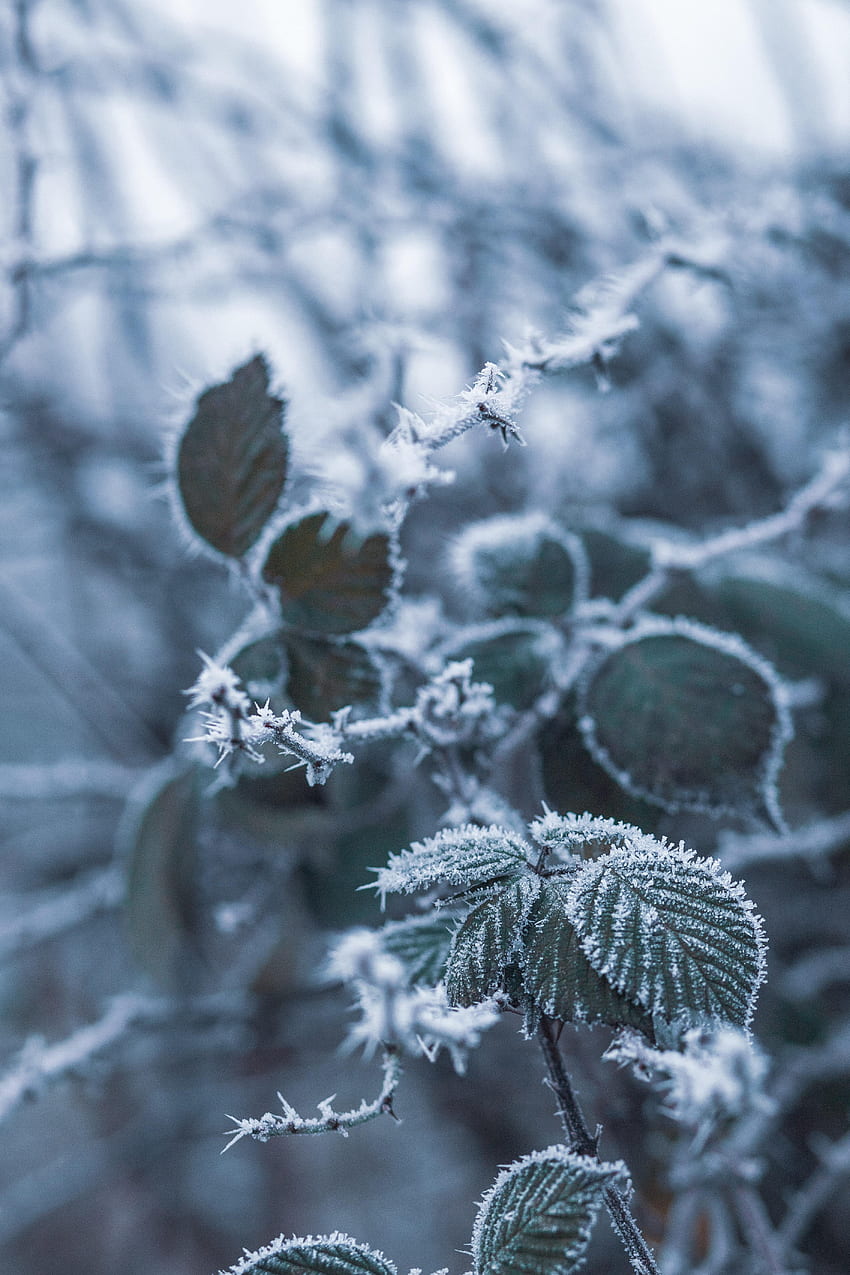 Schnee, Makro, Unschärfe, glatt, Ast, Frost, Rauhreif HD-Handy-Hintergrundbild