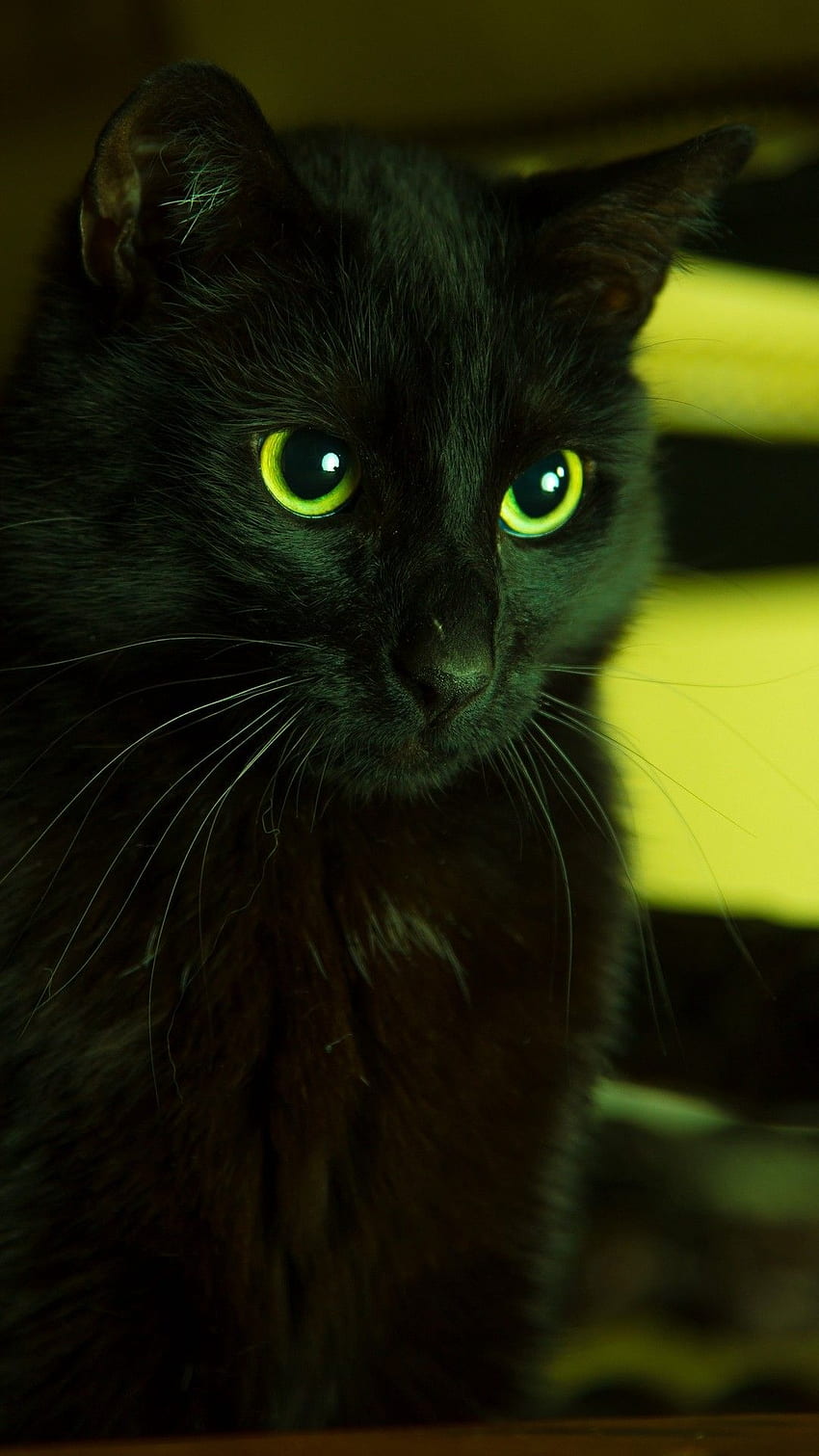 zapisz = podążaj. Papel de parede de gato, Olhos verdes, Gatos, Black Cat Green Eyes Tapeta na telefon HD